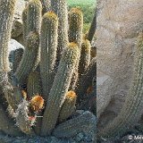 Haageocereus versicolor Cerro Sarango Cayalti Lambayeque ©M.Canales.jpg